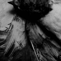 Apterous